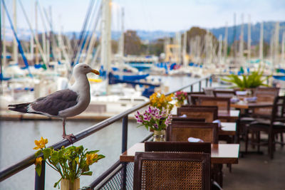 Seagull perching on railing