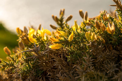 Close-up of yellow flowers growing in field