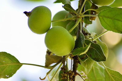 Close-up of fruits growing on tree