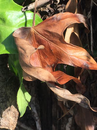 Close-up of dry leaves on field