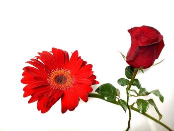 Close-up of red hibiscus against white background