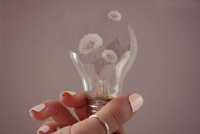 Cropped hand of woman holding dandelions in light bulb against wall
