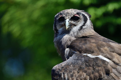 Portrait of a verreauxs eagle owl 