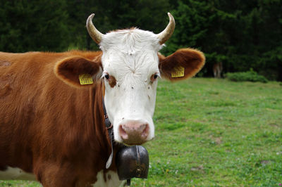 Portrait of cow on field