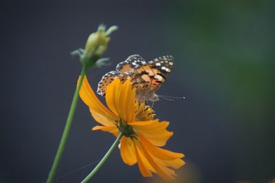 Close-up of butterfly pollinating on cosmos flower