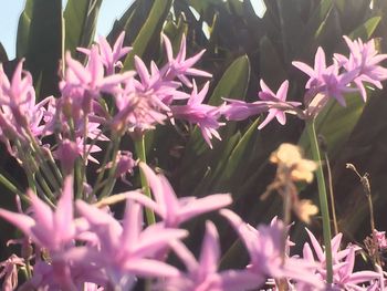 Close-up of pink flowers blooming outdoors