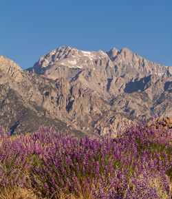 Wild lupine in front of the sierra nevada mountains