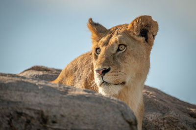 Big cat on rock against sky