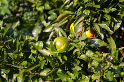 Close-up of fruits growing on tree