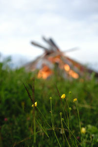 Close-up of fresh green grass against sky