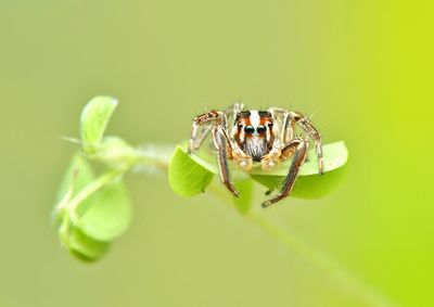 Close-up of spider on plant