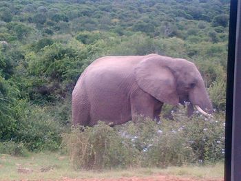 Elephant standing in a forest