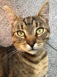 Close-up portrait of tabby cat