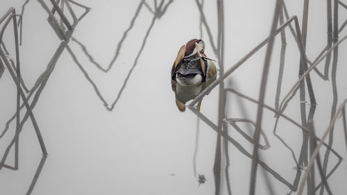 Close-up of bird perching on branch