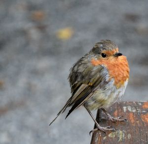 Close-up of bird perching outdoors