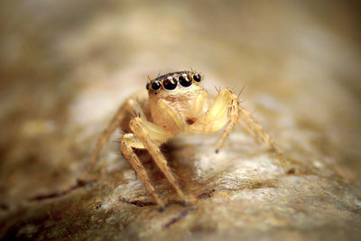 Close-up of spider