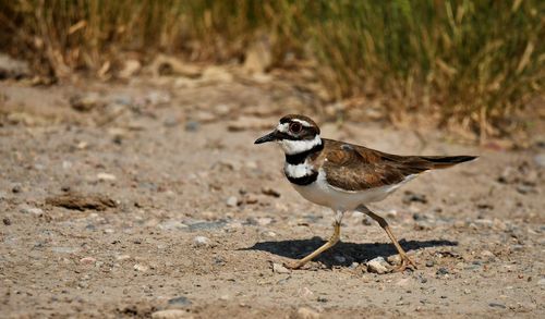 Killdeer bird running