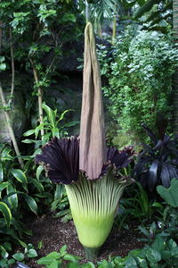 Close-up of flower tree