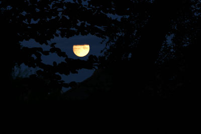 Low angle view of silhouette tree against sky at night