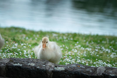 View of bird on rock