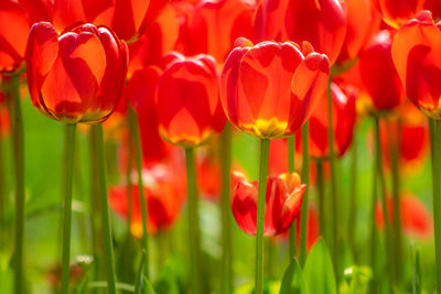 Close-up of red tulips