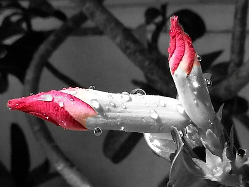 water, drop, flower, petal, freshness, close-up, wet, fragility, focus on foreground, flower head, red, nature, plant, beauty in nature, growth, pink color, blooming, day, outdoors, selective focus