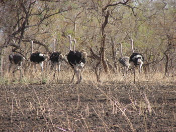 Deer in a forest