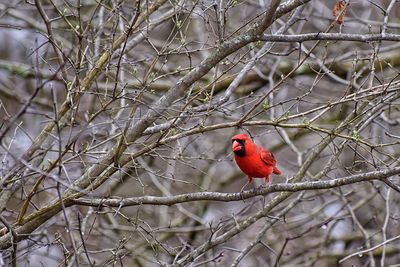 Red bird perching on branch