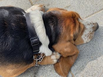 High angle view of dog sleeping -  blues head