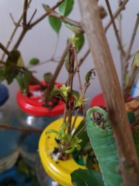 Close-up of potted plant on tree