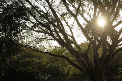 Sunlight streaming through trees in forest