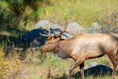 Side view of deer on field