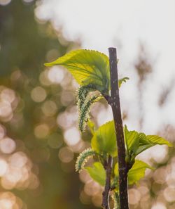 Close-up of yellow flowering plant