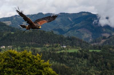 Bird flying over mountain against sky