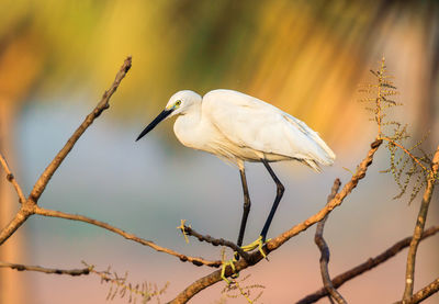 Little egret perching on branch