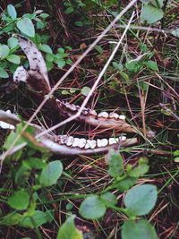 High angle view of snake on field