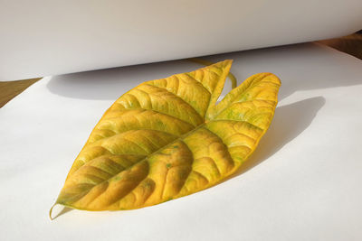 High angle view of leaf on table