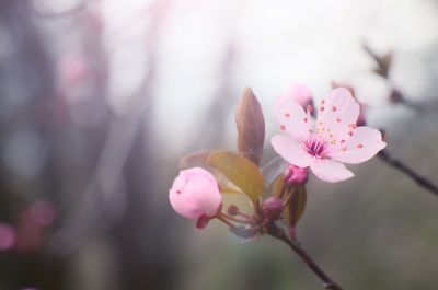 Close-up of pink cherry blossom