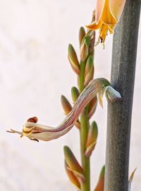 Close-up of flowering plant