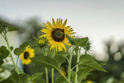 Close-up of honey bee on sunflower