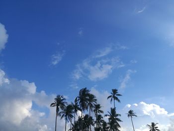 Low angle view of palm tree against blue sky