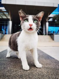 pet