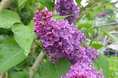 Close-up of pink flowers