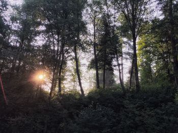 Trees in forest