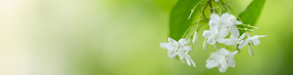 Close-up of white flowering plant