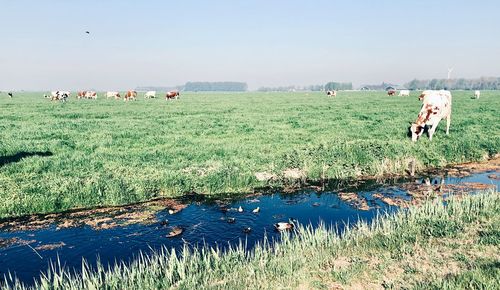 View of sheep on field
