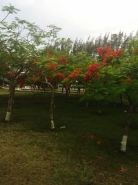 Trees on field