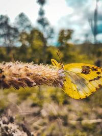 Close-up of butterfly on flower