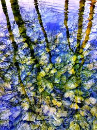 Reflection of trees in water