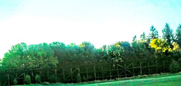 Trees growing against clear blue sky